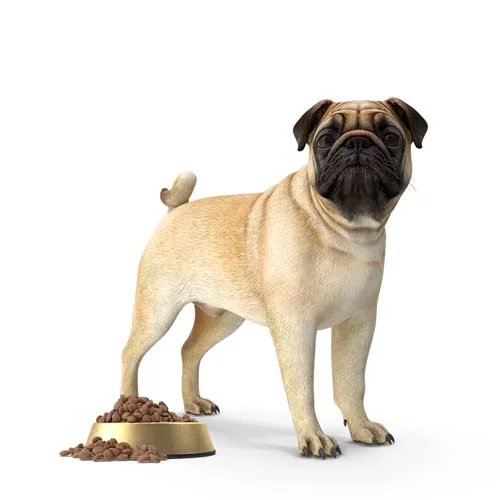 Premium Supplies for Your Pets